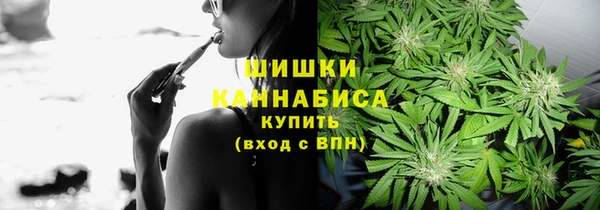 сатива Беломорск